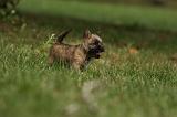 CAIRN TERRIER 428